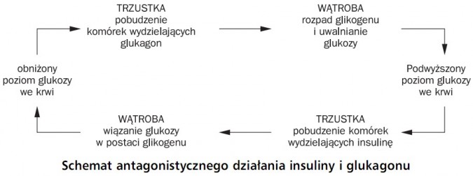 Schemat antagonistycznego działania insuliny i glukagonu. Trzustka (pobudzenie komórek wydzielających glukagon), wątroba (rozpad glikogenu i uwalnianie glukozy), podwyższony poziom glukozy we krwi, trzustka (pobudzenie komórek wydzielających insulinę), wątroba (wiązanie glukozy w postaci glikogenu), obniżony poziom glukozy we krwi.