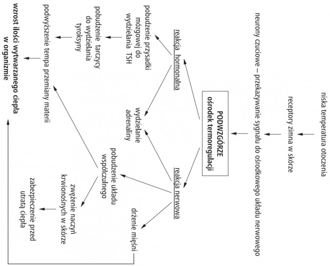 Termoregulacja. Niska temperatura otoczenia. Receptory zimna w skórze. Neurony czuciowe - przekazywanie sygnału do ośrodkowego układu nerwowego. Podwzgórze (ośrodek termoregulacji). Reakcja hormonalna, reakcja nerwowa. Pobudzenie przysadki mózgowej do wydzielania TSH, pobudzenie tarczycy do wydzielania tyroksyny, podwyższenie tempoa przemiany materii, wydzielanie adrenaliny, drżenie mięśni, pobudzenie układu współczulnego, zwężenie naczyń krwionośnych w skórze, zabezpieczenie przed utratą ciepła, wzrost ilości wytwarzanego ciepła w organizmie.