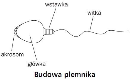 Budowa plemnika. Akrosom, główka, wstawka, witka.