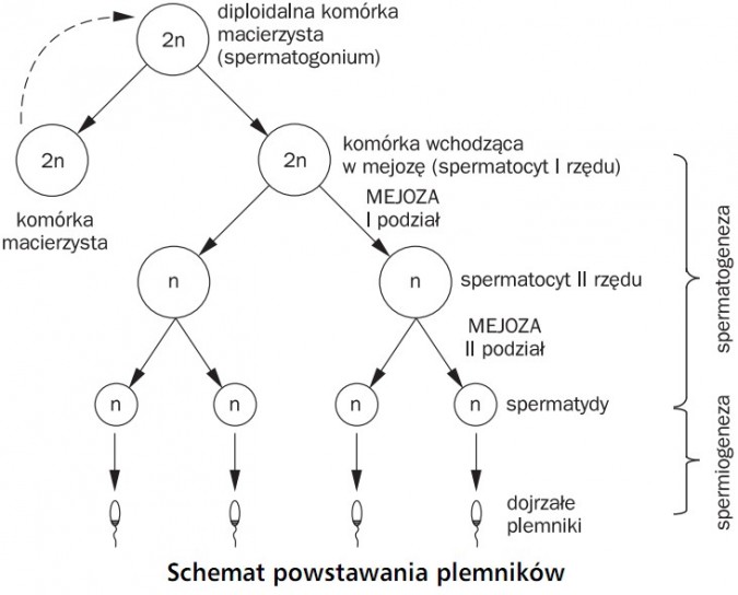 Schemat powstawania plemników. Komórka macierzysta, diploidalna komórka macierzysta (spermatogonium), komórka wchodząca w mejozę (spermatocyt I rzędu), mejoza (I podział), spermatocyt II rzędu, mejoza (II podział), spermatydy, dojrzałe plemniki. Spermatogeneza, spermiogeneza.