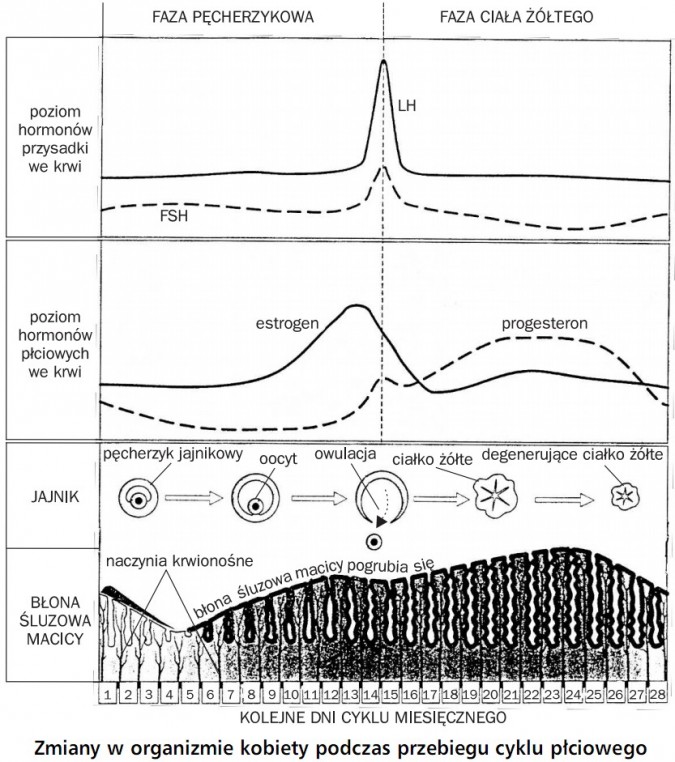 Zmiany w organizmie kobiety podczas przebiegu cyklu płciowego. Faza pęcherzykowa, faza ciała żółtego. Poziom hormonów przysadki we krwi, LH, FSH. Poziom hormonów płciowych we krwi, estrogen, progesteron. Jajnik, błona śluzowa macicy, pęcherzyk jajnikowy, oocyt, owulacja, ciałko żółte, degenerujące ciałko żółte, naczynia krwionośne, błona śluzowa macicy pogrubia się. Kolejne dni cyklu miesięcznego.