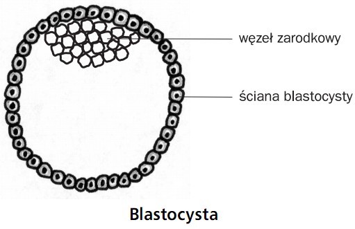 Blastocysta. Węzeł zarodkowy, ściana blastocysty.