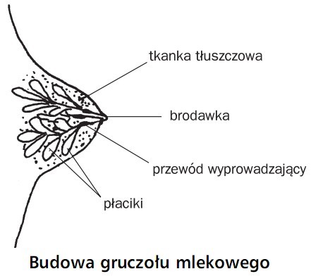 Budowa gruczołu mlekowego. Tkanka tłuszczowa, brodawka, przewód wyprowadzający, płaciki.