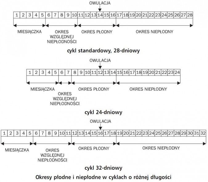 Okresy płodne i niepłodne w cyklach o różnej długości. Owulacja, miesiączka, okres względnej niepłodności, okres płodny, okres niepłodny. Cykl standardowy, 28-dniowy, cykl 24-dniowy, cykl 32-dniowy.