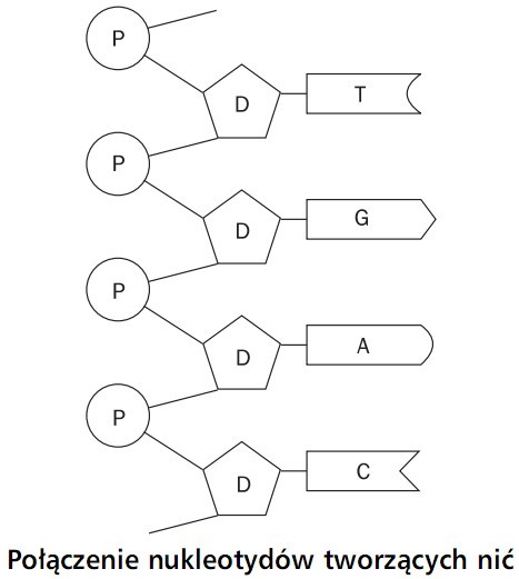 Połączenie nukleotydów tworzących nić.