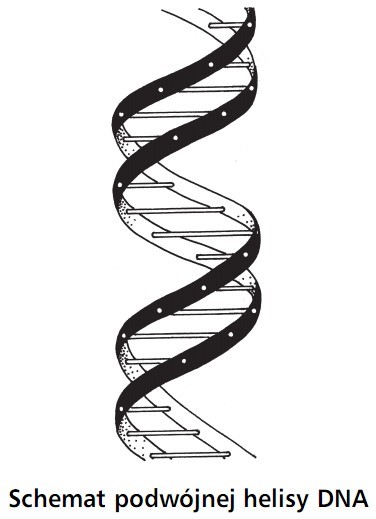 Schemat podwójnej helisy DNA.