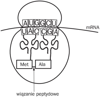 Elongacja. mRNA, Met, Ala, wiązanie peptydowe.