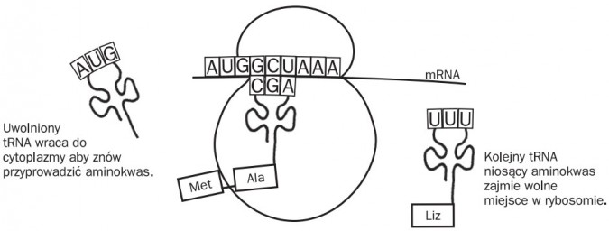 Elongacja. Uwolniony tRNA wraca do cytoplazmy, aby znów przyprowadzić aminokwas. Met, Ala, Liz, mRNA. Kolejny tRNA niosący aminokwas zajmie wolne miejsce w rybosomie.
