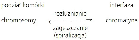 Podział komórki, interfaza, chromosomy, chromatyna, rozluźnianie, zagęszczanie (spiralizacja).