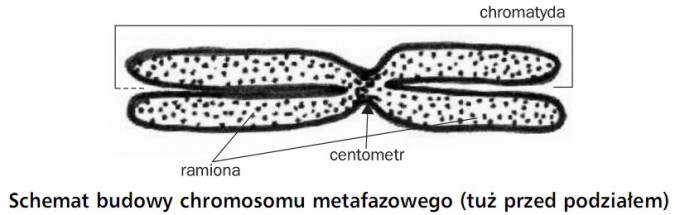 Schemat budowy chromosomu metafazowego (tuż przed podziałem). Chromatyda, ramiona, centometr.