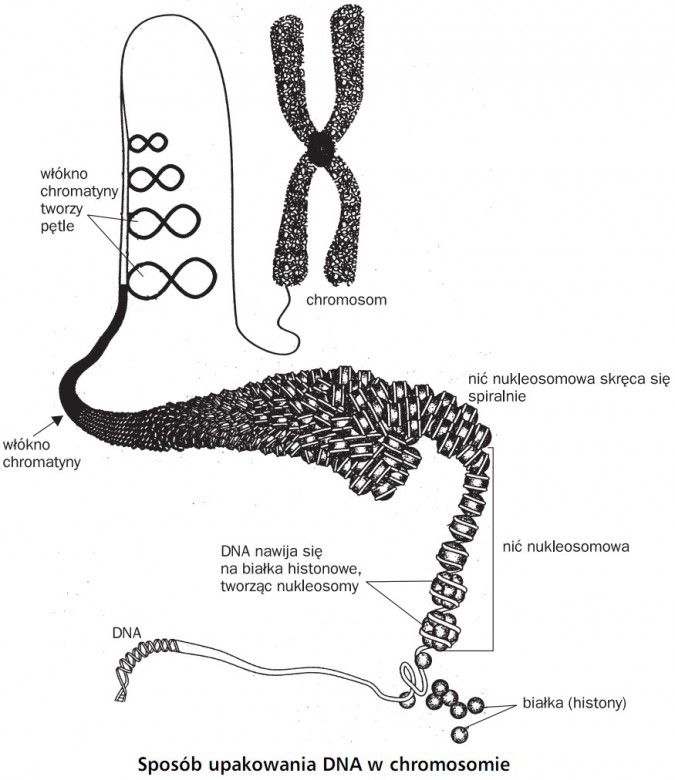 Sposób upakowania DNA w chromosomie. Włókno chromatyny tworzy pętle, chromosom, włókno chromatyny, nić nukleosomowa skręca się spiralnie, DNA nawija się na białka histonowe, tworząc nukleosomy, nić nukleosomowa, białka (histony), DNA.