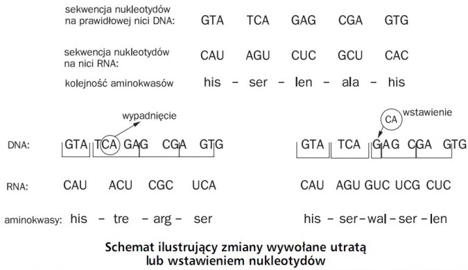 Schemat ilustrujący zmiany wywołane utratą lub wstawieniem nukleotydów. Sekwencja nukleotydów na prawidłowej nici DNA, sekwencja nukleotydów na nici RNA, kolejność aminokwasów. DNA, RNA, aminokwasy, wypadnięcie, wstawienie.