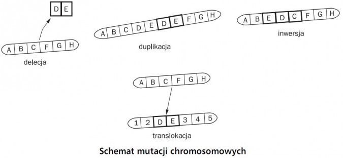 Schemat mutacji chromosomowych. Delecja, duplikacja, inwersja, translokacja.