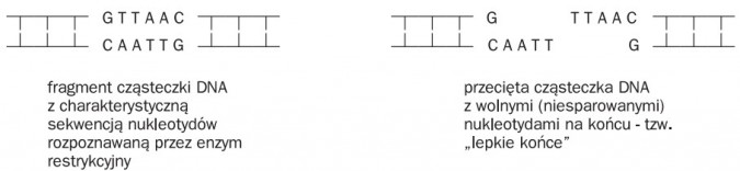 Metody przenoszenia i powielania genów. Fragment cząsteczki DNA z charakterystyczną sekwencją nukleotydów rozpoznawaną przez enzym restrykcyjny. Przecięta cząsteczka DNA z wolnymi (niesparowanymi) nukleotydami na końcu - tzw. lepkie końce.