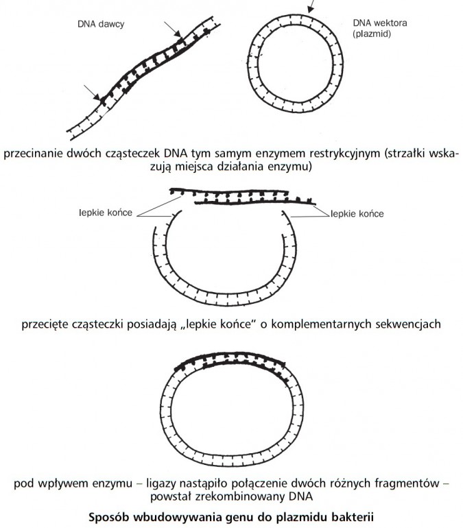 Sposób wbudowywania genu do plazmidu bakterii. DNA dawcy, DNA wektora (plazmid), lepkie końce. Przecinanie dwóch cząsteczek DNA tym samym enzymem restrykcyjnym (strzałki wskazują miejsca działania enzymu), przecięte cząsteczki posiadają lepkie końce o komplementarnych sekwencjach. Pod wpływem enzymu - ligazy nastąpiło połączenie dwóch różnych fragmentów - powstał zrekombinowany DNA.
