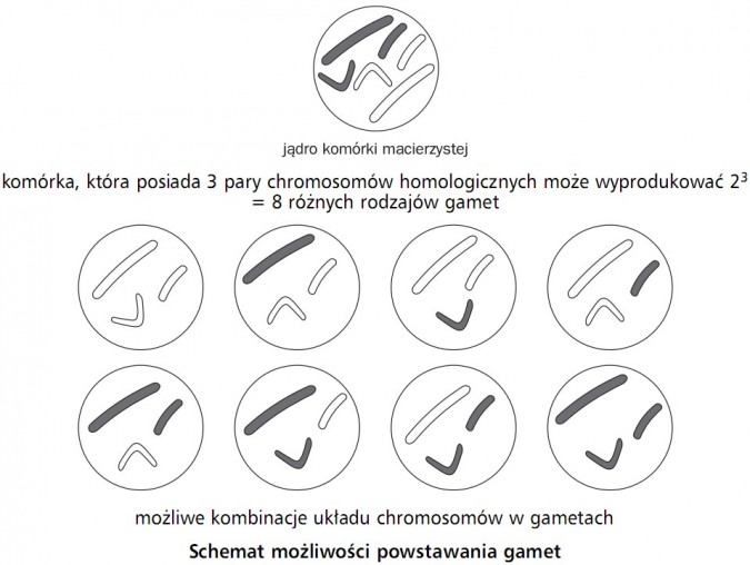 Schemat możliwości powstawania gamet. Jądro komórki macierzystej. Komórka, która posiada 3 pary chromosomów homologicznych może wyprodukować 2^3 = 8 różnych rodzajów gamet. Możliwe kombinacje układu chromosomów w gametach.