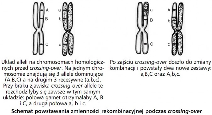 Schemat powstawania zmienności rekombinacyjnej podczas crossing-over. Układ alleli na chromosomach homologicznych przed crossing-over. Na jednym chromosomie znajdują się 3 allele dominujące (A, B, C), a na drugim 3 recesywne (a, b, c). Przy braku zjawiska crossing-over allele te rozchodziłyby się zawsze w tym samym układzie: połowa gamet otrzymałaby A, B i C, a druga połowa a, b i c. Po zajściu crossing-over doszło do zmiany kombinacji i powstały dwa nowe zestawy: a, B, C oraz A, b, c.