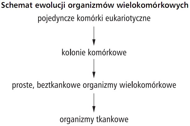 Schemat ewolucji organizmów wielokomórkowych: pojedyncze komórki eukariotyczne - kolonie komórkowe - proste, beztkankowe organizmy wielokomórkowe, organizmy tkankowe.