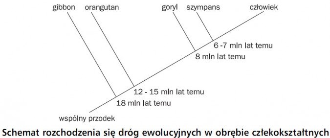 Schemat rozchodzenia się dróg ewolucyjnych w obrębie człekokształtnych. Wspólny przodek, gibbon (18 mln lat temu), orangutan (12-15 mln lat temu), goryl (8 mln lat temu), szympans (6-7 mln lat temu), człowiek.