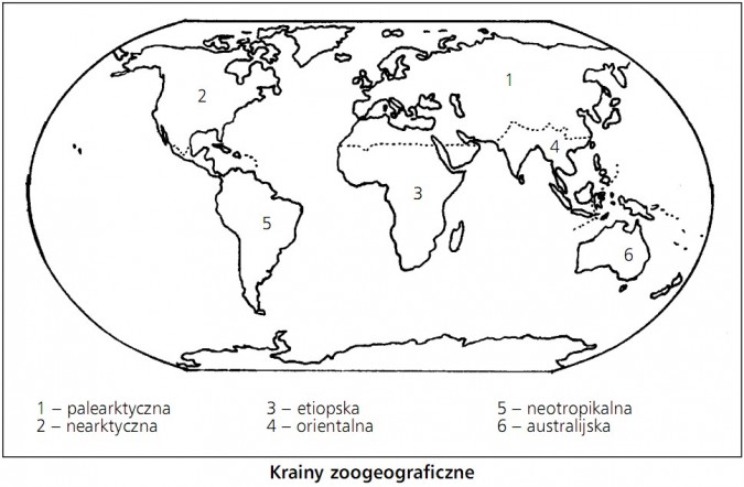 Krainy zoogeograficzne: palearktyczna, nearktyczna, etiopska, orientalna, neotropikalna, australijska.
