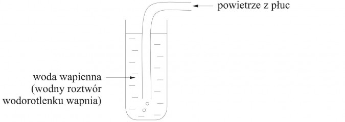 Wykrywanie obecności dwutlenku węgla. Powietrze z płuc, woda wapienna (wodny roztwór wodorotlenku wapnia).