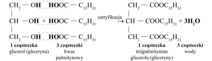 Tłuszcze - budowa i właściwości. Przykład reakcji otrzymywania tłuszczu. Glicerol (gliceryna), kwas palmitynowy, trójpalmitynian glicerolu (gliceryny), woda.