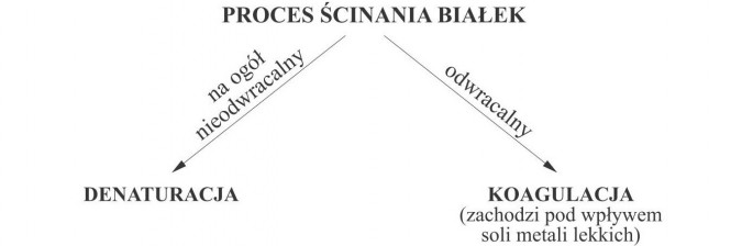 Proces ścinania białek - na ogół nieodwracalny (denaturacja); odwracalny (koagulacja - zachodzi pod wpływem soli metali lekkich).