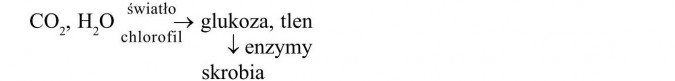Wielocukry. Światło, chlorofil, glukoza, tlen, enzymy, skrobia.