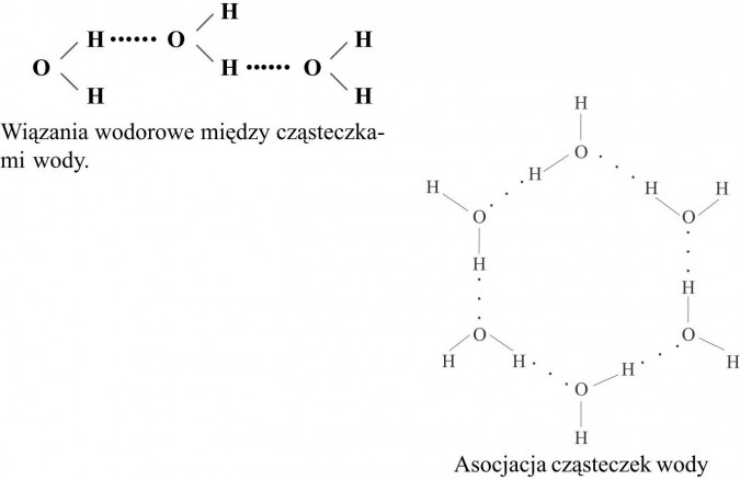 Wiązania wodorowe między cząsteczkami wody. Asocjacja cząsteczek wody.